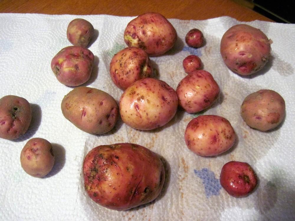 Photo of Potato (Solanum tuberosum 'Red Pontiac') uploaded by robertduval14