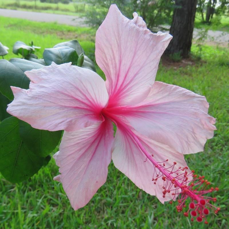 Photo of Tropical Hibiscus (Hibiscus rosa-sinensis 'Albo Lacinatus') uploaded by Horntoad