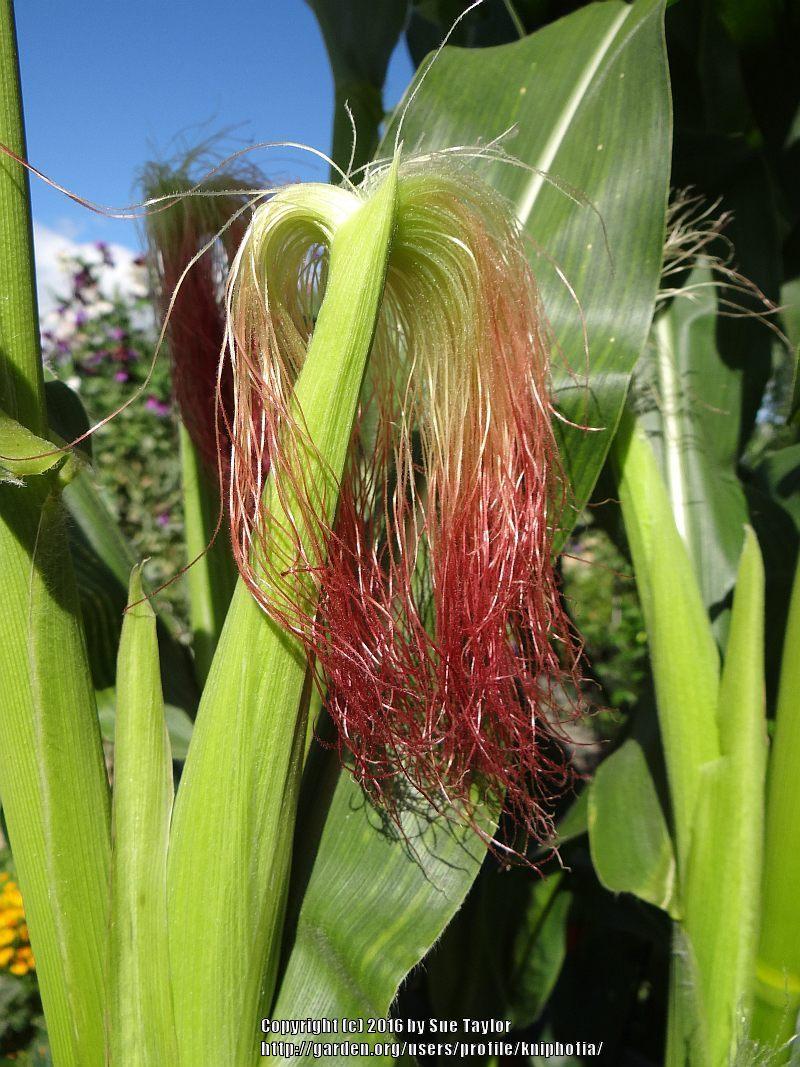 Photo of Baby Corn (Zea mays subsp. mays 'Minipop') uploaded by kniphofia