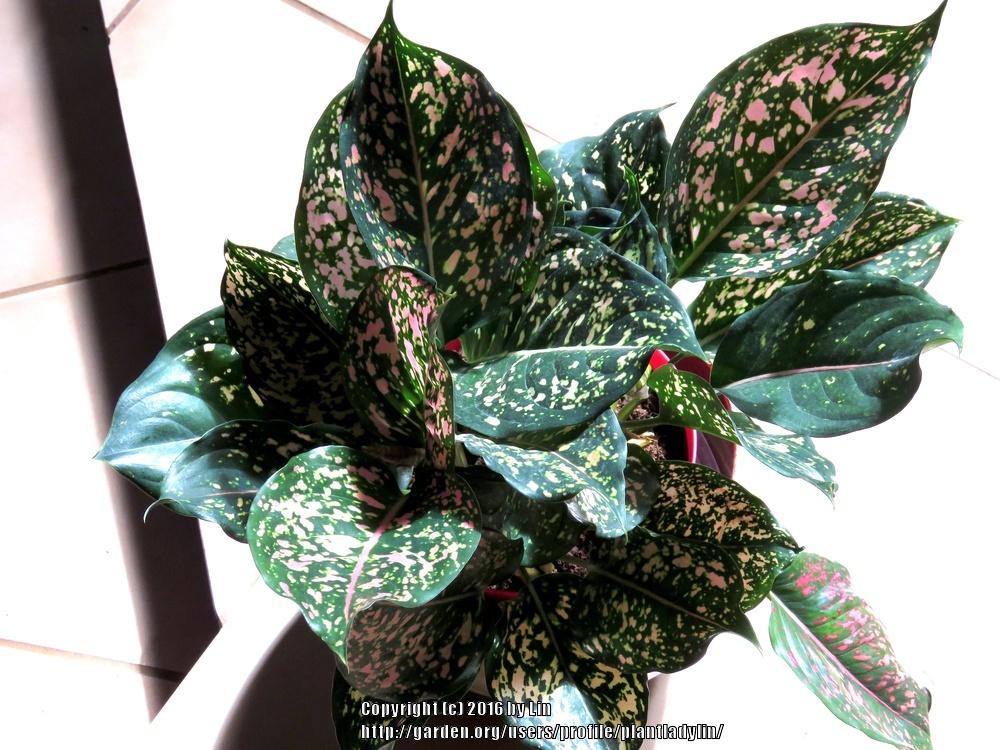 Photo of Chinese Evergreen (Aglaonema 'Pink Dalmatian') uploaded by plantladylin