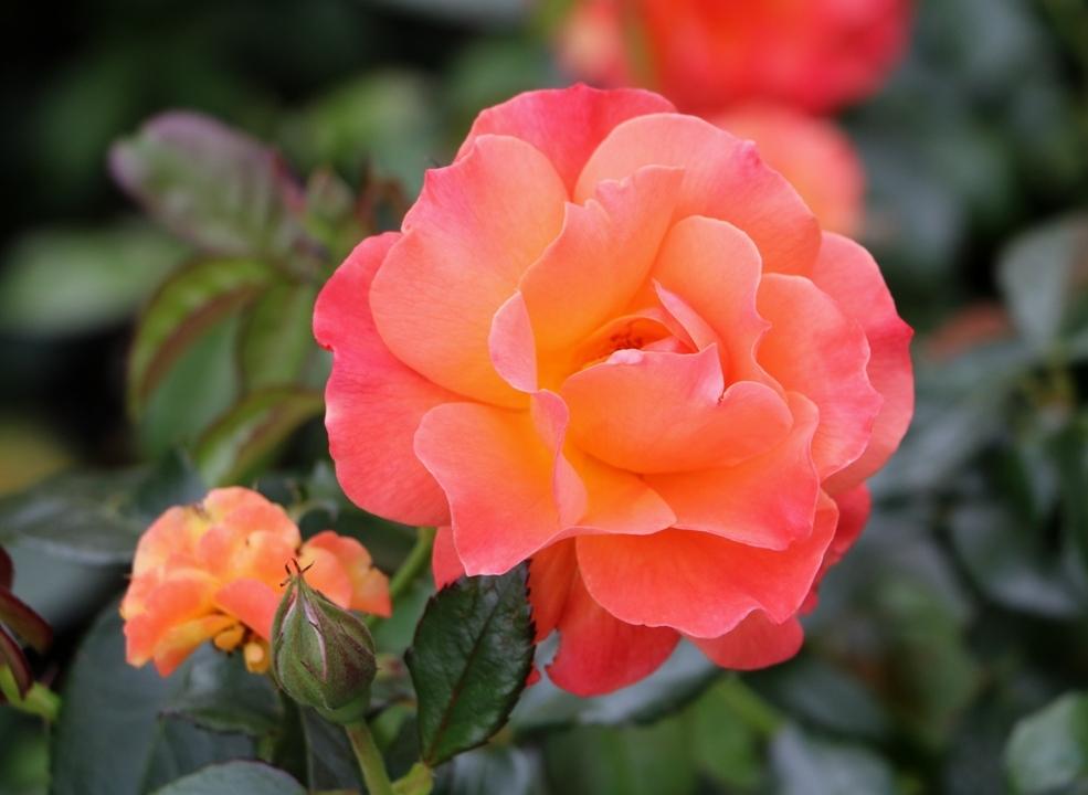 Photo of Floribunda Rose (Rosa 'Livin' Easy') uploaded by skylark