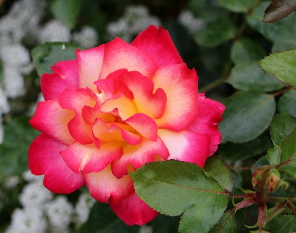 Photo of Rose (Rosa 'Rainbow Sorbet') uploaded by skylark
