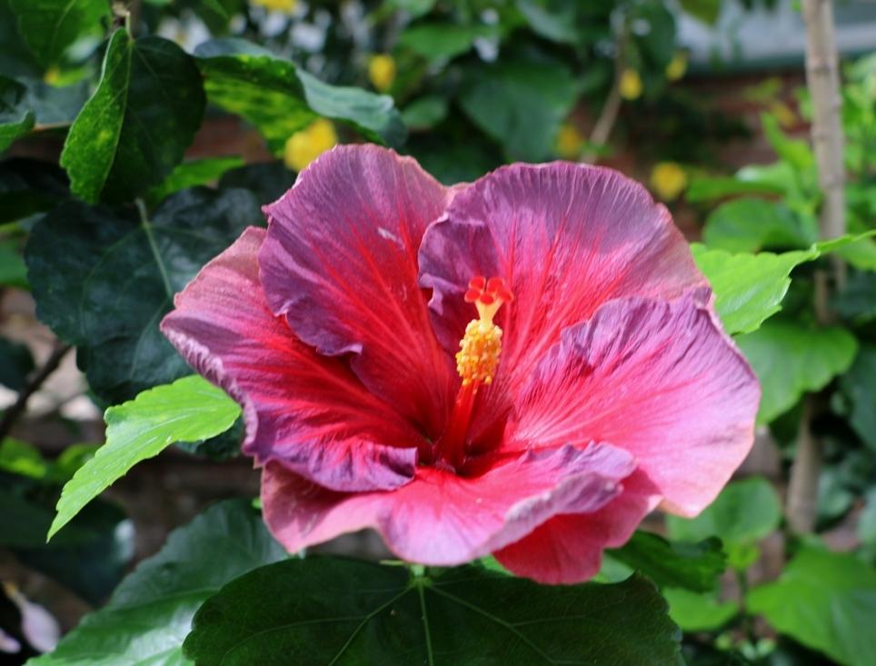 Photo of Tropical Hibiscus (Hibiscus rosa-sinensis 'Nightfire') uploaded by skylark