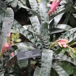 Location: Longwood Gardens PA
Date: 2016-06-07
conservatory