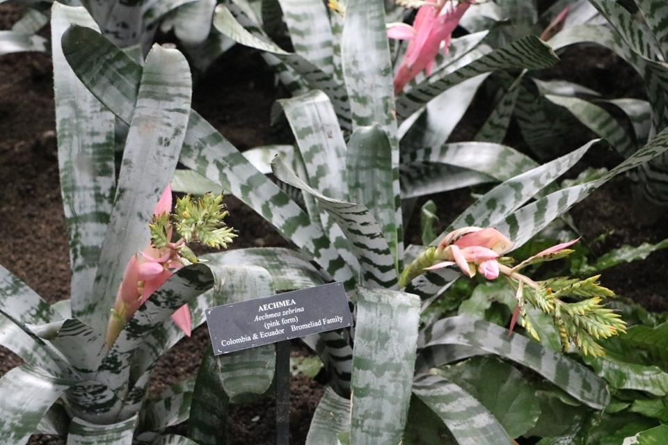 Photo of Bromeliad (Aechmea zebrina 'Pink') uploaded by skylark