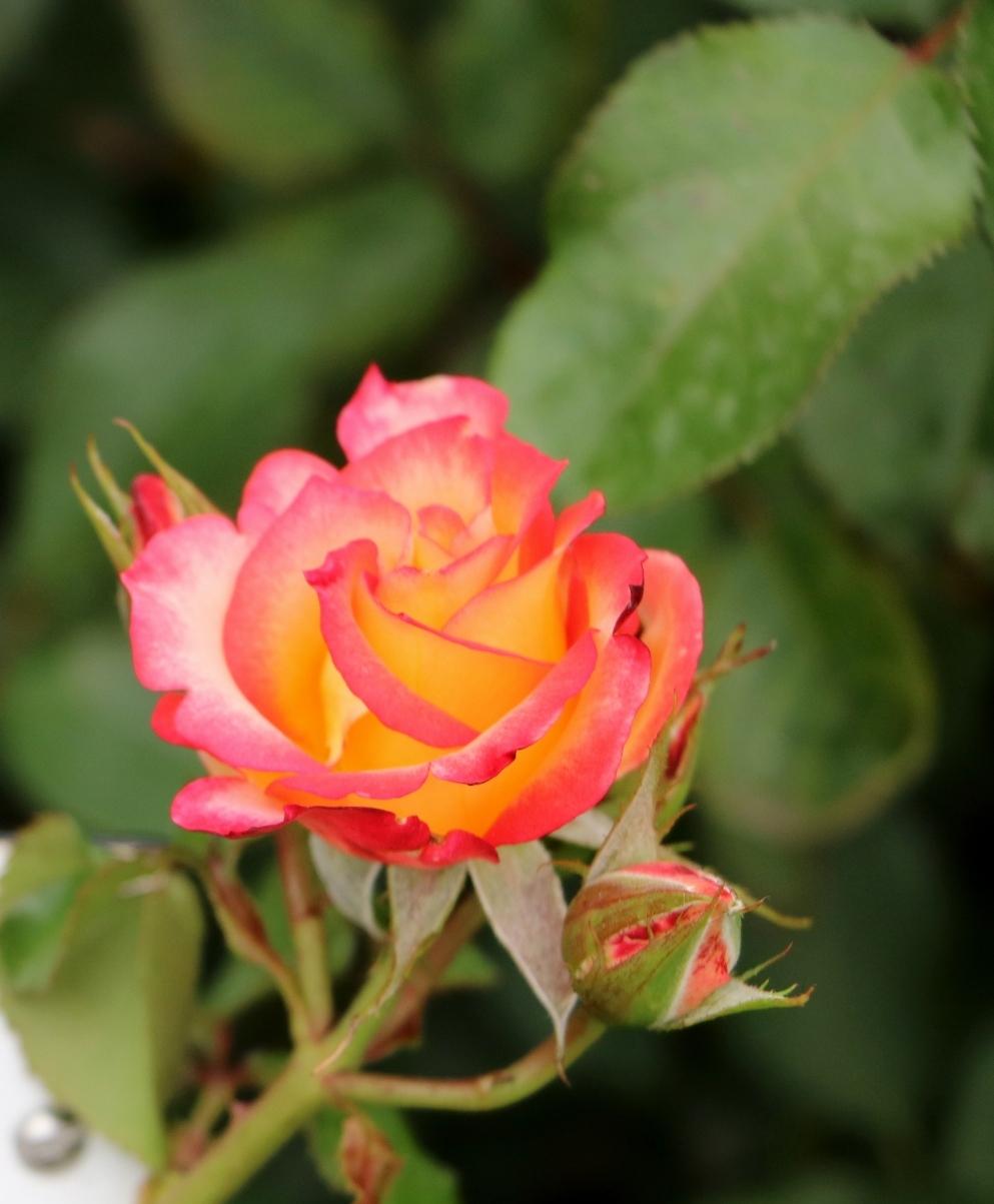 Photo of Rose (Rosa 'Betty Boop') uploaded by skylark