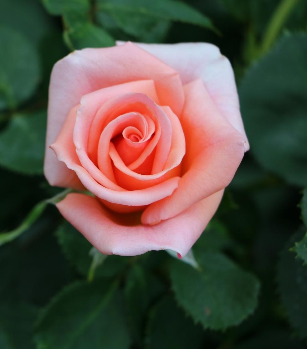 Photo of Rose (Rosa 'Royal City Rose') uploaded by skylark