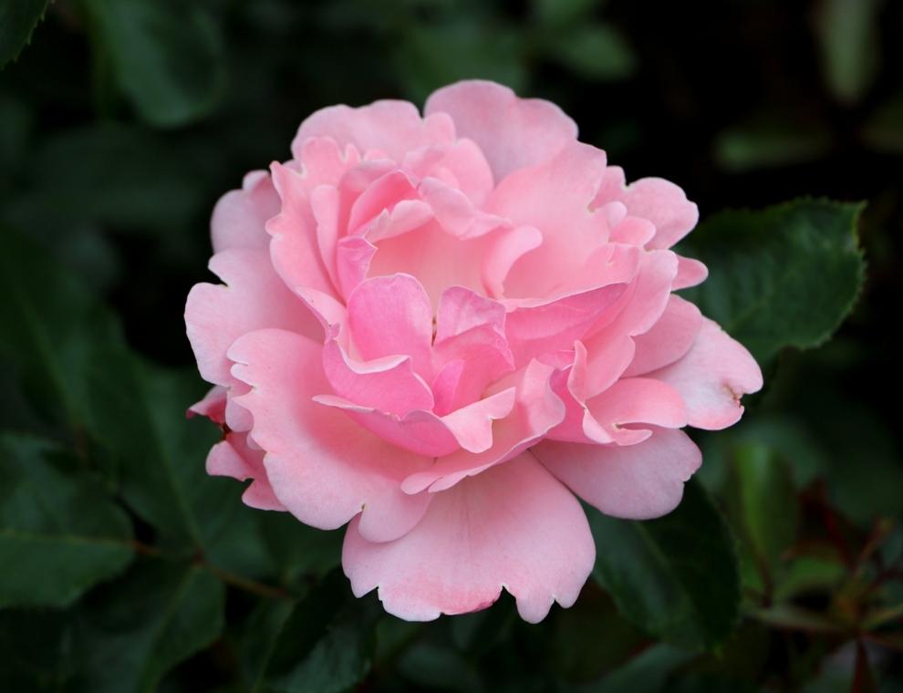 Photo of Rose (Rosa 'Valentine Heart') uploaded by skylark