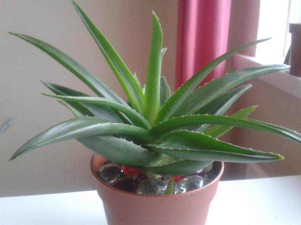 Photo of Aloe (XAlworthia 'Black Gem') uploaded by syzone8aUK