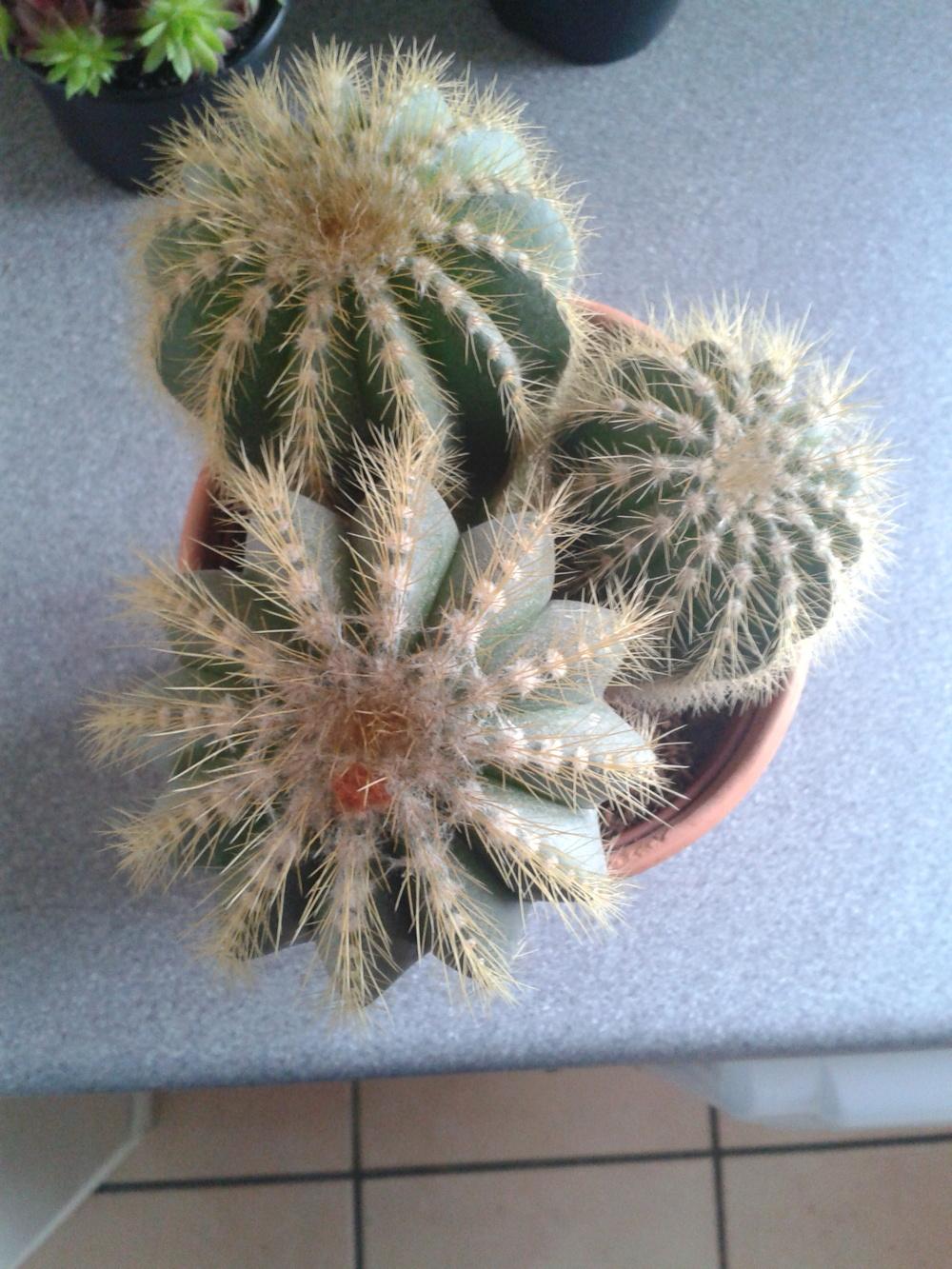 Photo of Ball Cactus (Parodia magnifica) uploaded by syzone8aUK
