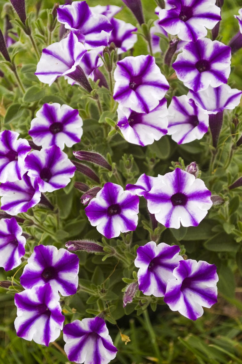 Photo of Petunia Supertunia® Violet Star Charm uploaded by AudreyDee