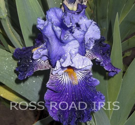 Photo of Tall Bearded Iris (Iris 'Deep Calls unto Deep') uploaded by Weiser