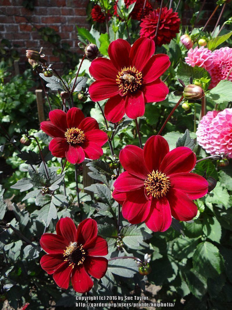 Photo of Dahlia 'Bishop of Auckland' uploaded by kniphofia