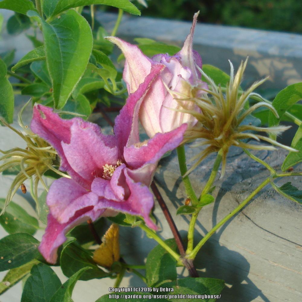 Photo of Clematis (Clematis texensis 'Duchess of Albany') uploaded by lovemyhouse