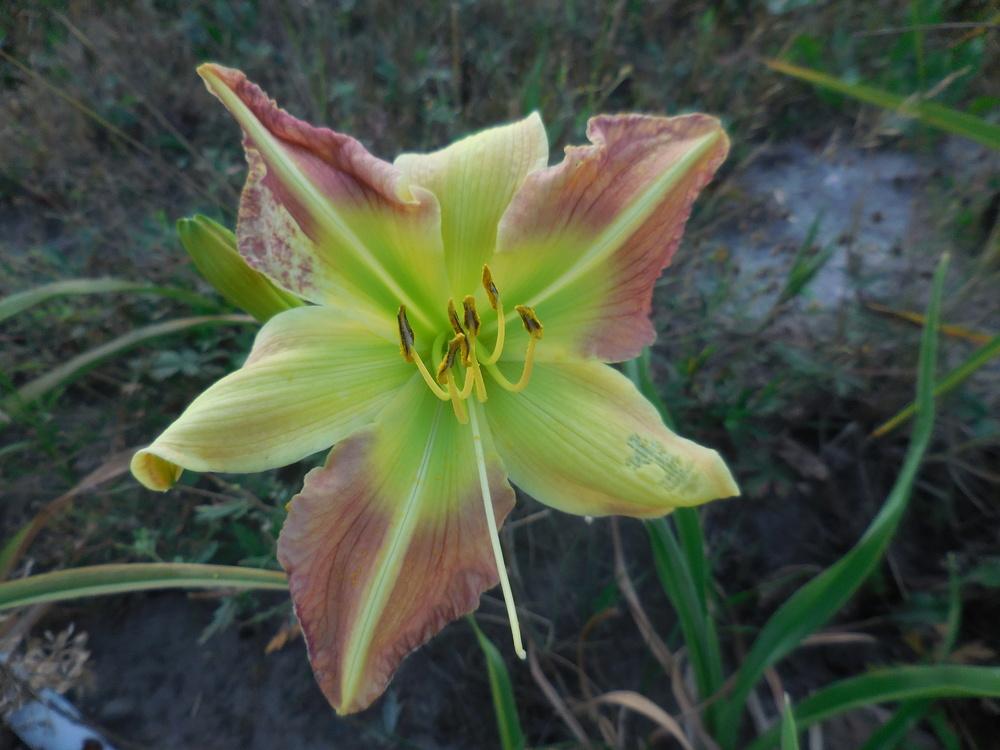 Photo of Daylily (Hemerocallis 'Pendergriff Spoon River Anthology') uploaded by petalsnsepals