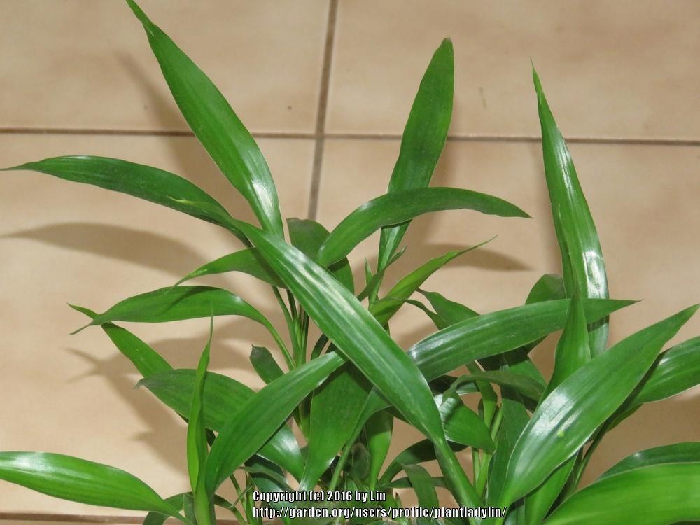 Photo of Lucky Bamboo (Dracaena sanderiana) uploaded by plantladylin