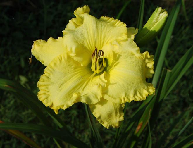 Photo of Daylily (Hemerocallis 'Victorian Garden Emerald Breeze') uploaded by shive1