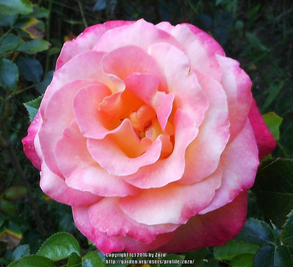 Photo of Rose (Rosa 'Day Breaker') uploaded by zuzu