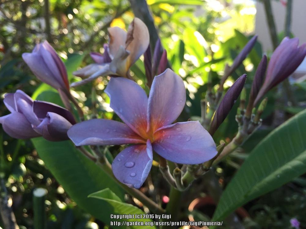 Photo of Plumeria (Plumeria rubra 'Siam Lavender') uploaded by GigiPlumeria