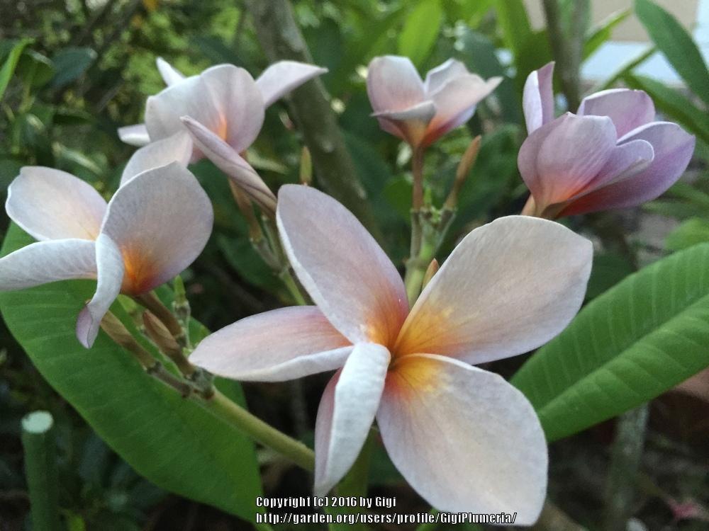 Photo of Plumeria (Plumeria rubra 'Siam Lavender') uploaded by GigiPlumeria