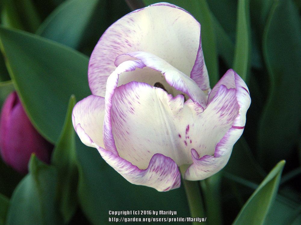 Photo of Triumph Tulip (Tulipa 'Shirley') uploaded by Marilyn
