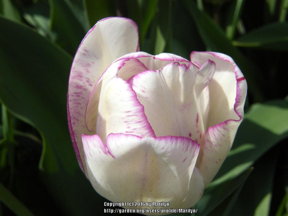 Photo of Triumph Tulip (Tulipa 'Shirley') uploaded by Marilyn