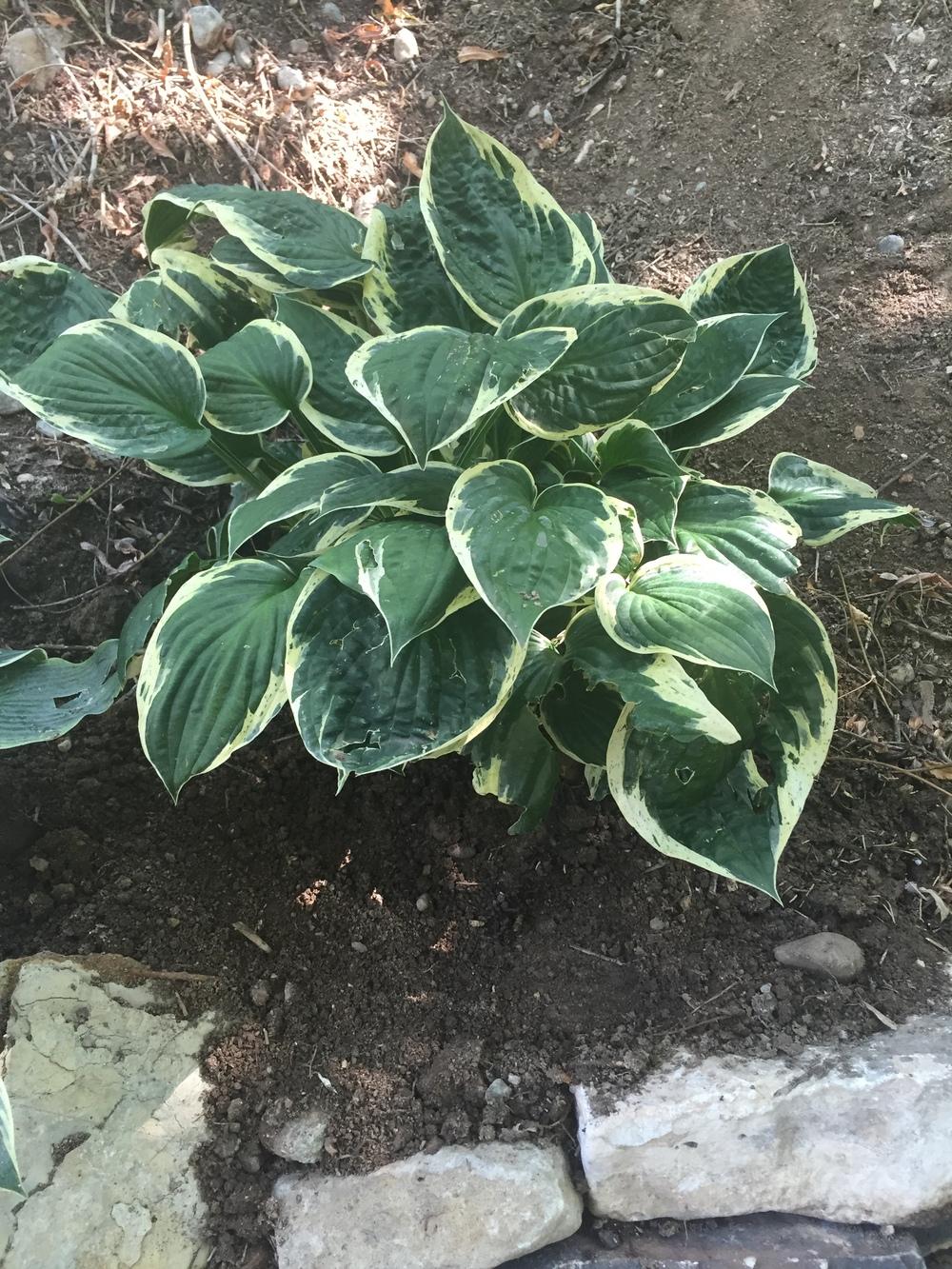 Photo of Hosta 'Independence' uploaded by SpringGreenThumb