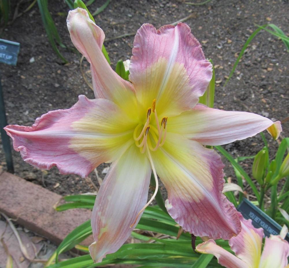 Photo of Daylily (Hemerocallis 'You Bet Your Sweet Bippy') uploaded by Sscape