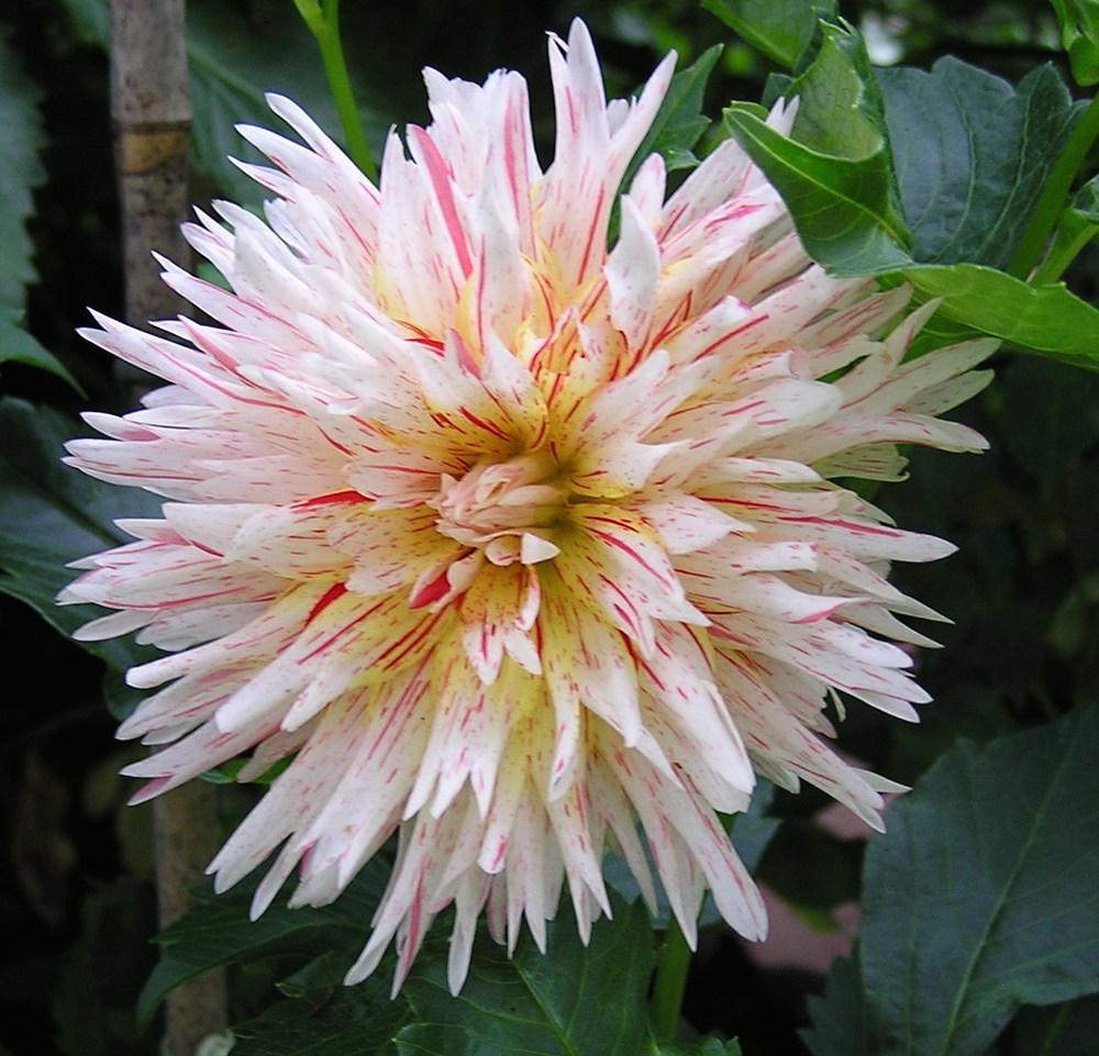 Photo of Dahlia 'Hollyhill Six in One' uploaded by mandolls
