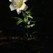 A shaft of morning sunlight highlights an Easter Lily on 27 Augus