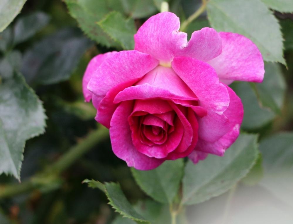 Photo of Rose (Rosa 'Melody Parfumee') uploaded by skylark