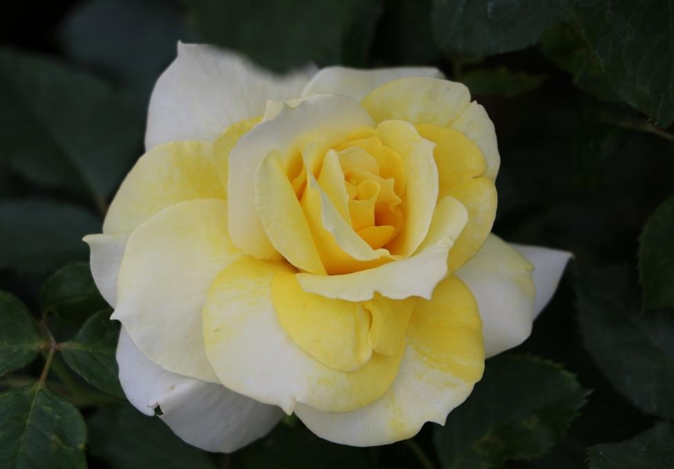 Photo of Rose (Rosa 'Aperitif') uploaded by skylark