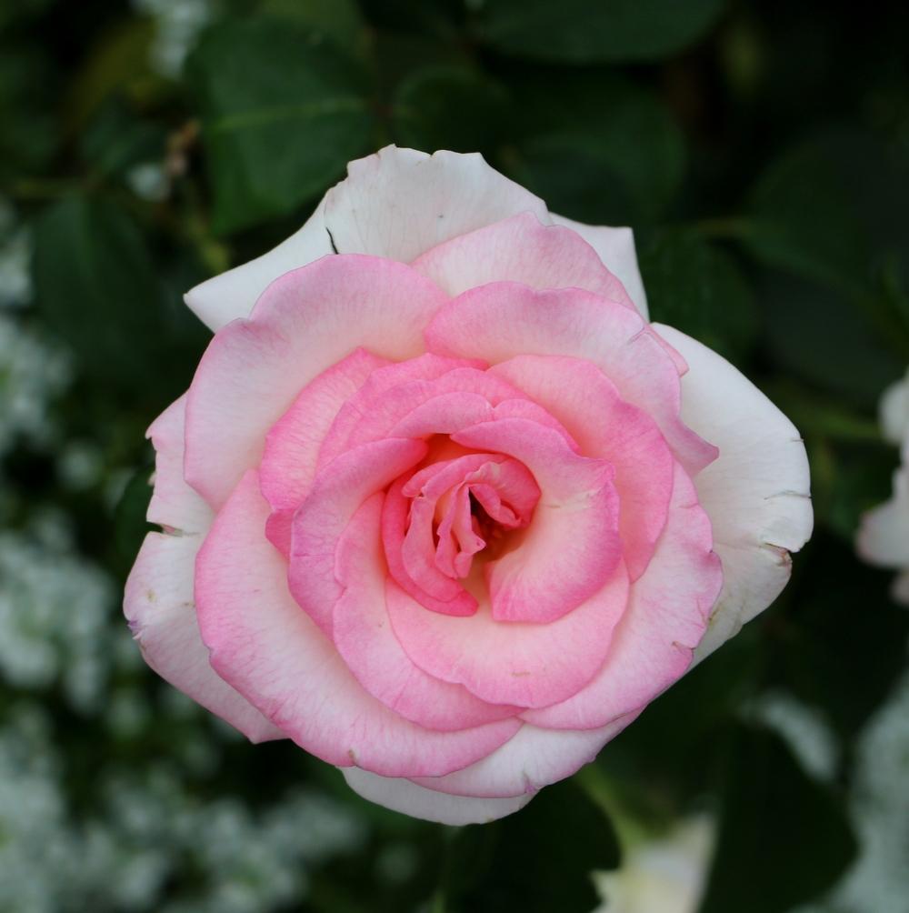 Photo of Rose (Rosa 'Pink Promise') uploaded by skylark