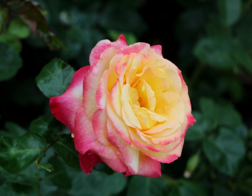 Photo of Rose (Rosa 'Love & Peace') uploaded by skylark