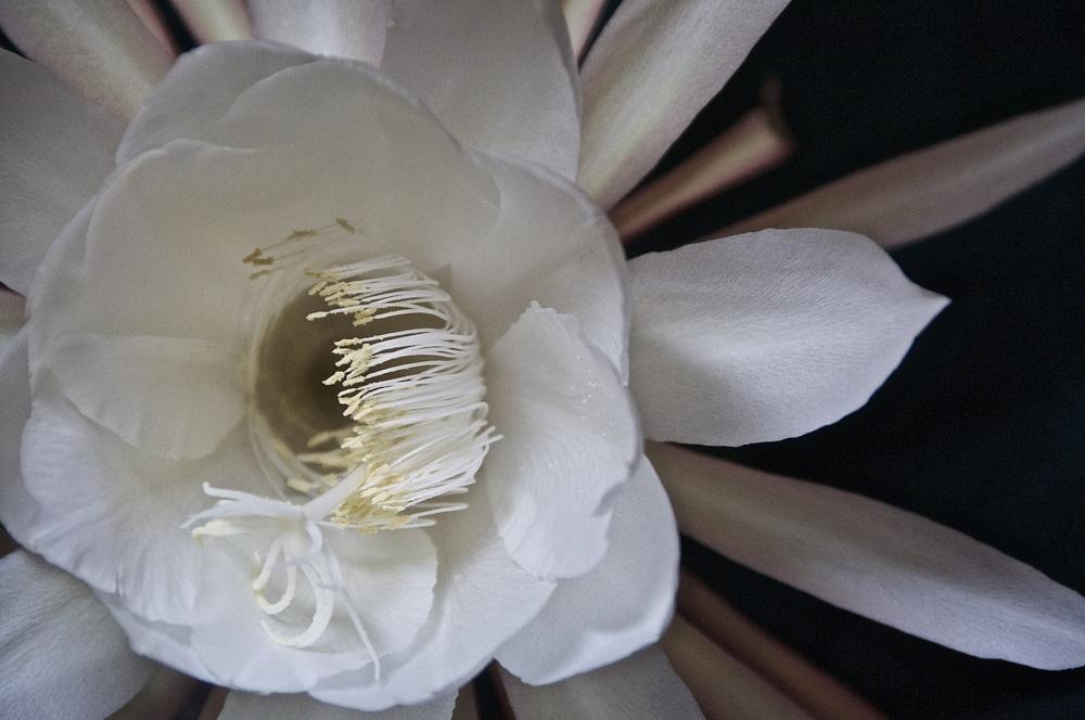 Photo of Queen of the Night (Epiphyllum oxypetalum) uploaded by Fleur569