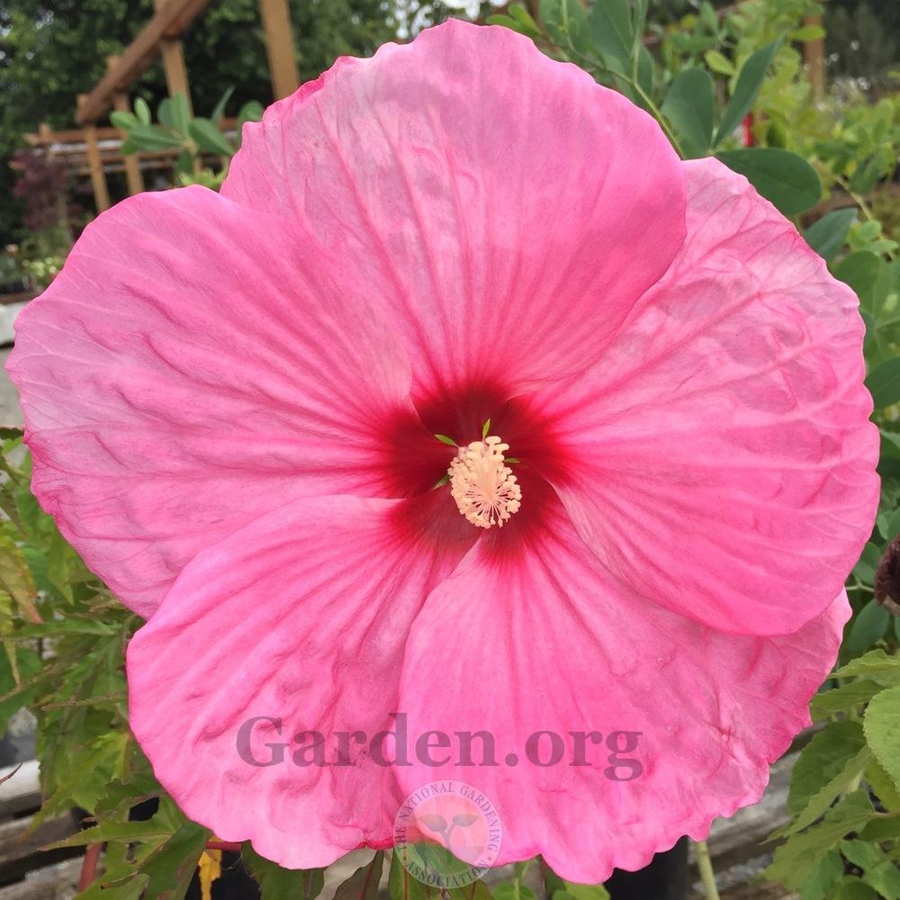Photo of Hybrid Hardy Hibiscus (Hibiscus 'Party Favor') uploaded by Patty