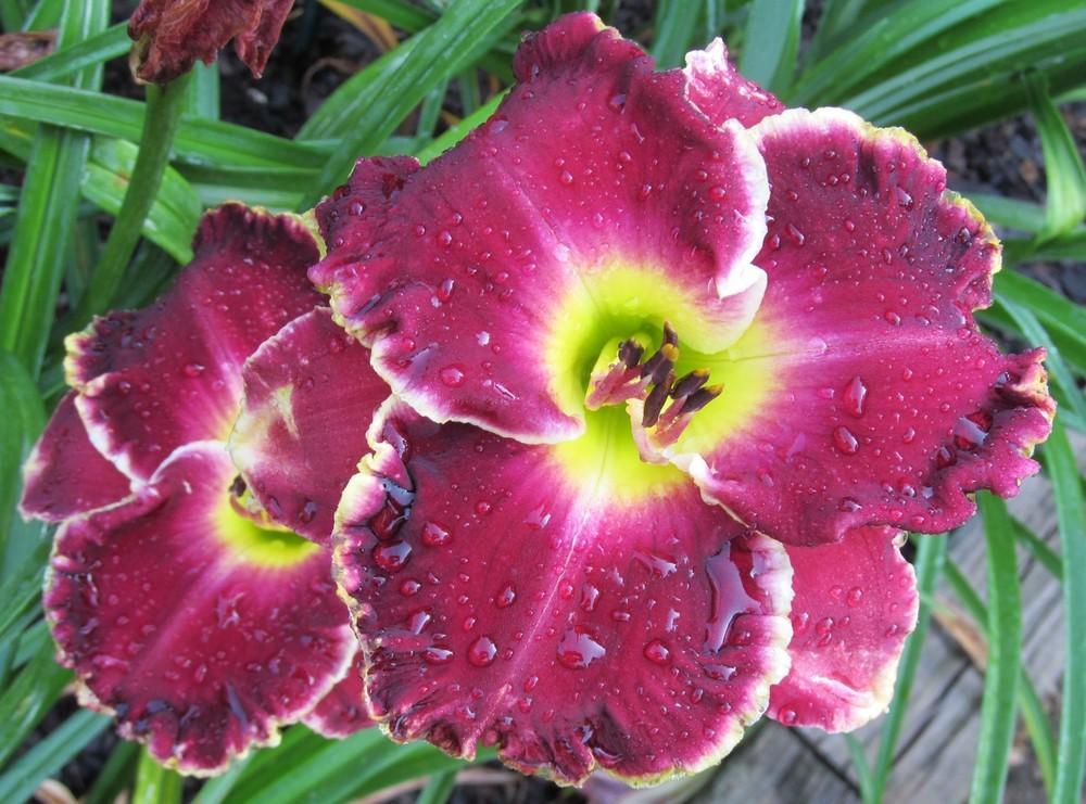 Photo of Daylily (Hemerocallis 'The Cost of Freedom') uploaded by Sscape
