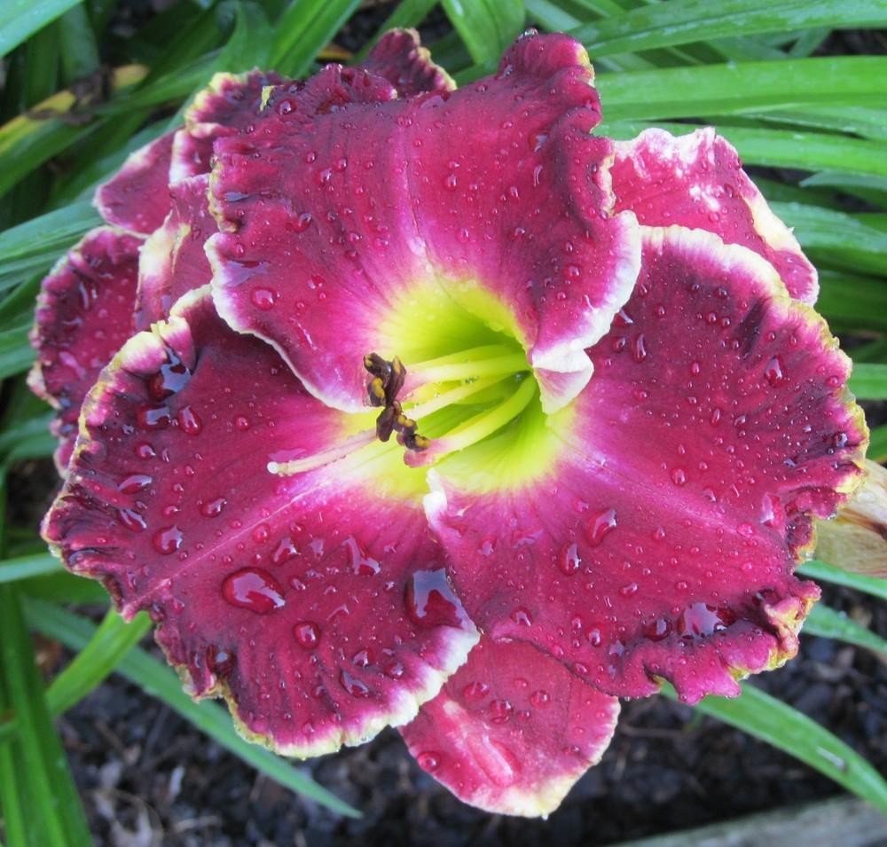 Photo of Daylily (Hemerocallis 'The Cost of Freedom') uploaded by Sscape