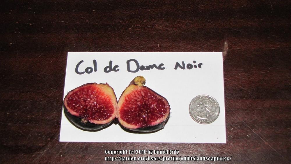 Photo of Fig (Ficus carica 'Col de Dame Noir') uploaded by ediblelandscapingsc