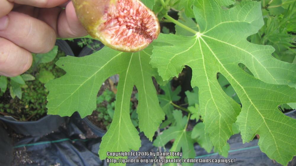 Photo of Edible Fig (Ficus carica 'Italian Long Green') uploaded by ediblelandscapingsc