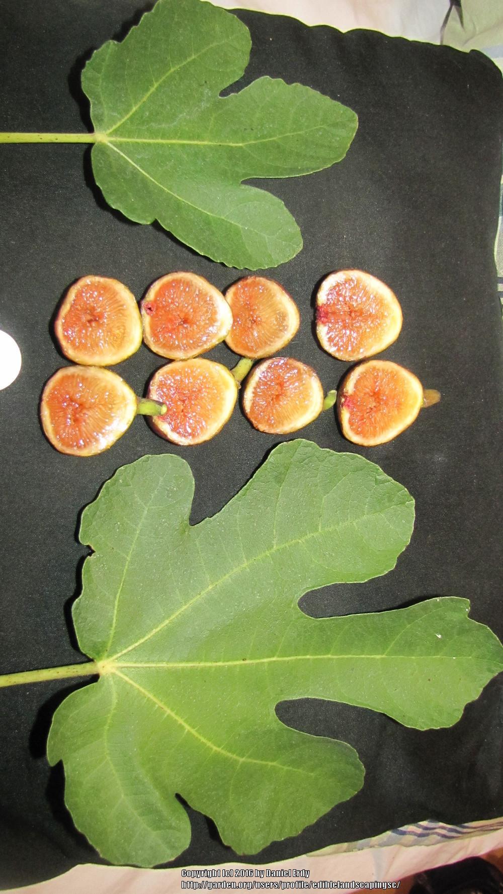 Photo of Edible Fig (Ficus carica 'Egyptian') uploaded by ediblelandscapingsc