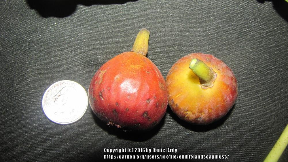 Photo of Edible Fig (Ficus carica 'Egyptian') uploaded by ediblelandscapingsc