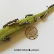 monarch caterpillars eating immature seed pod