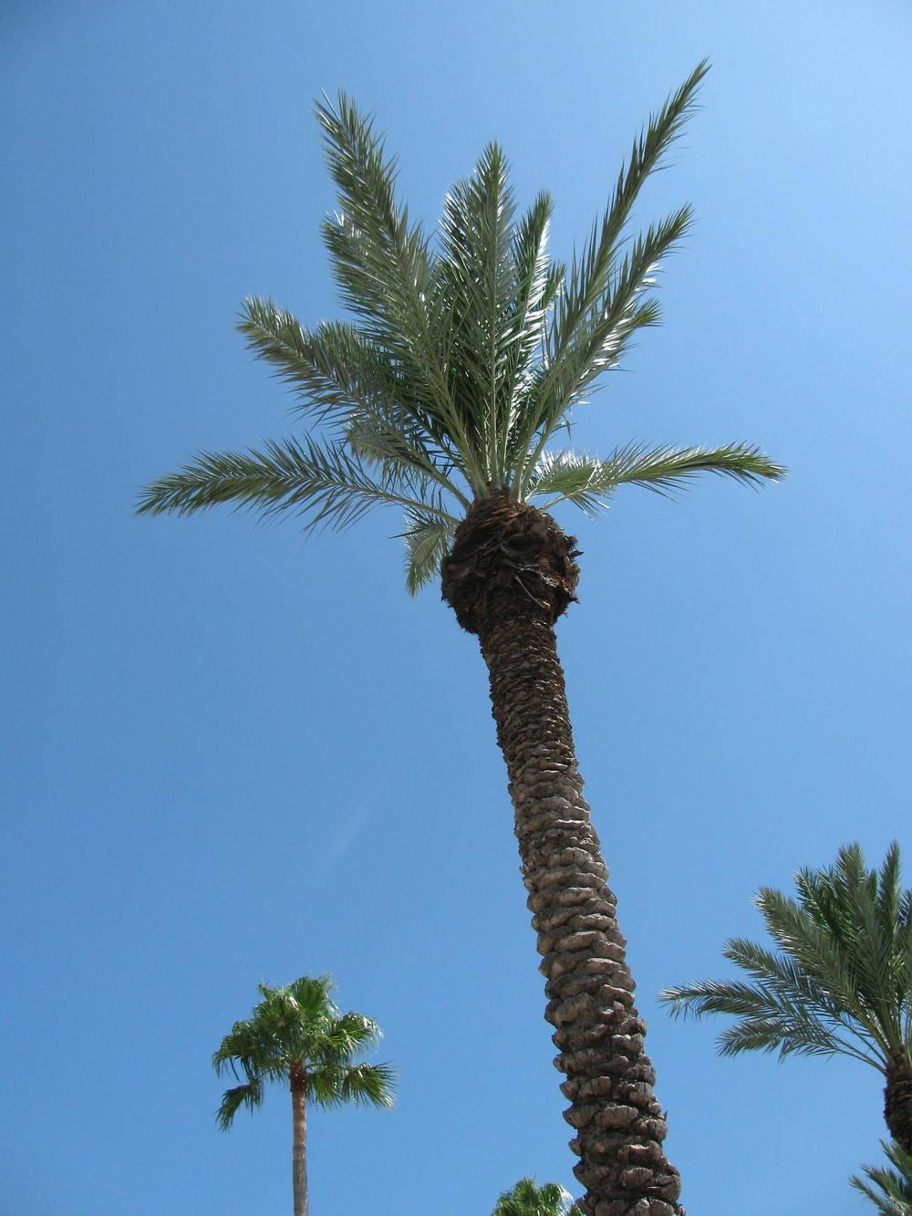Photo of Date Palm (Phoenix dactylifera) uploaded by jmorth