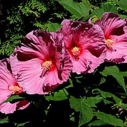 Location: My backyard in Allentown, PA
Date: 28 August 2016
Fanny displays a flowery quartet on 28 August 2016