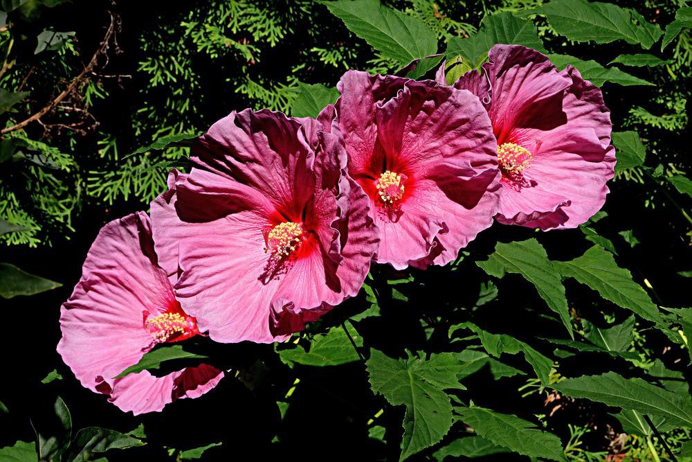 Photo of Hybrid Hardy Hibiscus (Hibiscus 'Fantasia') uploaded by marsrover
