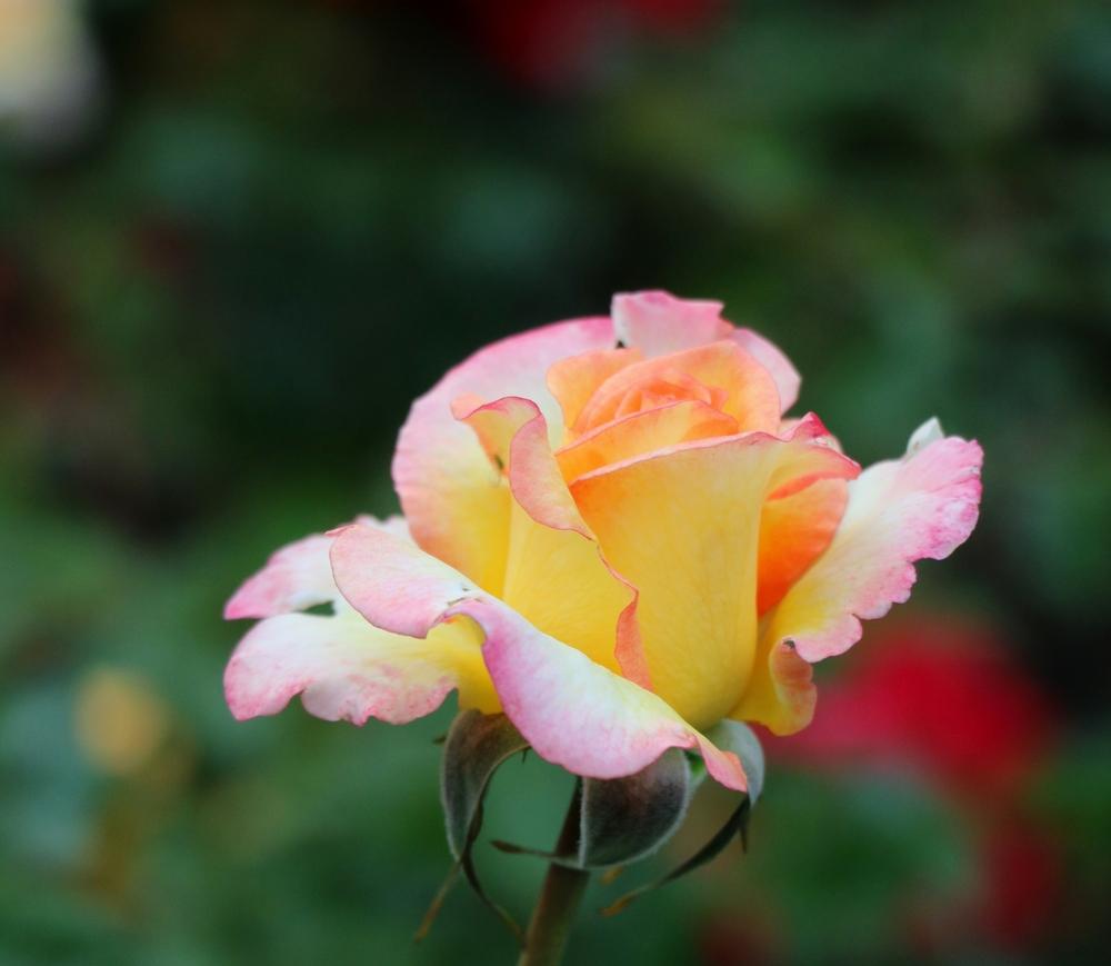 Photo of Rose (Rosa 'Solitaire') uploaded by skylark