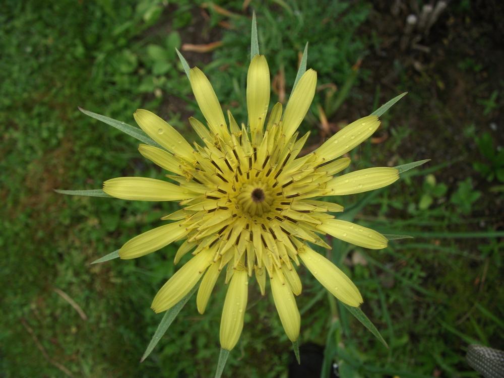 Photo of Yellow Salsify (Tragopogon dubius) uploaded by Bonehead
