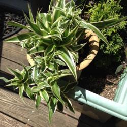 Location: Falls Church, VA
Date: 2016-08-07
Plant with mutiple offshoots