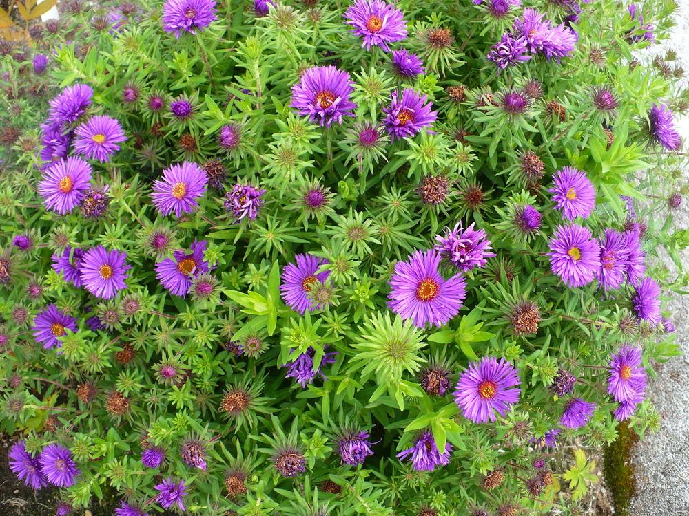 Photo of New England Aster (Symphyotrichum novae-angliae 'Purple Dome') uploaded by HemNorth